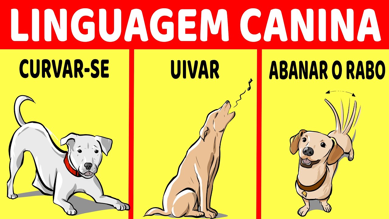 Como Entender Seu Cão