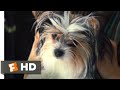 A Dog's Journey (2019) - Making up With Mom Scene (6/10) | Movieclips
