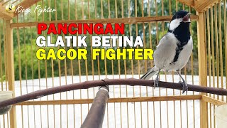 Download lagu Pancingan Glatik Batu Betina Gacor Ngerol Rapat, Cocok Buat Pancingan Glatik Ombyokan Dijamin GACOR mp3