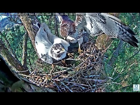 Red-Tailed Hawk Pair-Nest Building 🌲 03/06/23  07:46