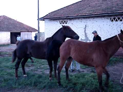 download lagu mp3 mp4 Cuiudo, download lagu Cuiudo gratis, unduh video klip Cuiudo