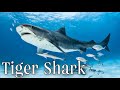 Tiger Shark Database | World's Biggest Tiger Shark? Amazing Facts about Tiger Sharks