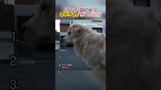 69 #おもしろ動画 #面白集 #犬 #犬のいる暮らし   YouTube