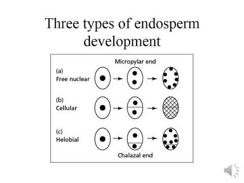 lecture 4 Plant Embryogenesis - YouTube