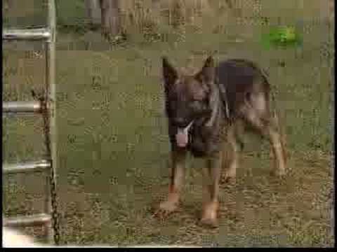 Breed All About It - German Shepherd