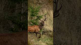 Reaching out for the rut! #deer #wildlife #nature #hunting #animals