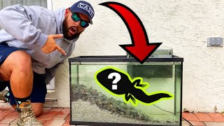 GOLIATH BULLFROG TADPOLE TERRARIUM AQUARIUM!