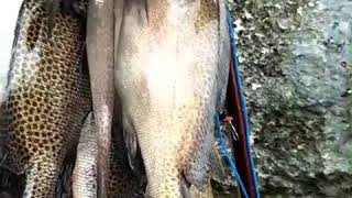 preview picture of video 'Luar Biasa Hasil Panah Ikan Laut Kei Kota Tual .Mantap !!'