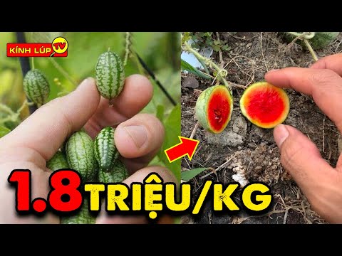 🔥 7 Strangest Fruits in the World, Super Tiny but with HUGE Prices | TV Magnifying Glass