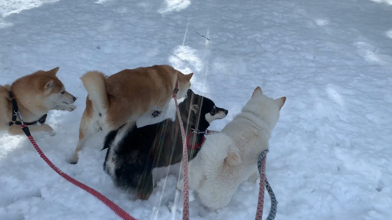 柴犬 初めての雪😁