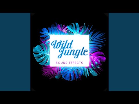 Wild Jungle Sounds