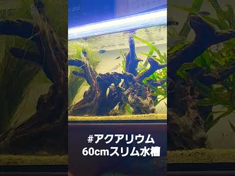 枯れ木の切り株使用高花プランター
