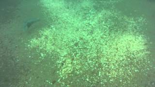 preview picture of video '大泊海灘 隨著海浪搖來搖去的小魚 DSCF2976'