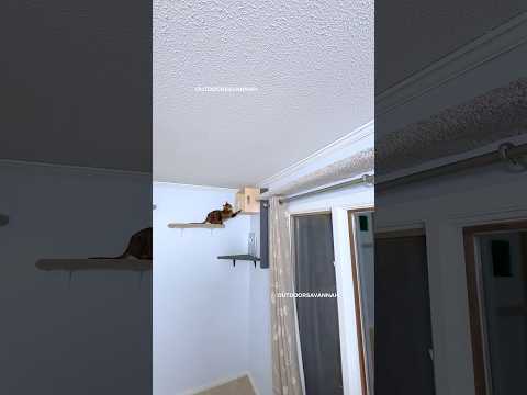 Raja runs fast around the living room #cat