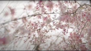 Countdown to OHIO: 2 Days! (Seasons) | Ohio University