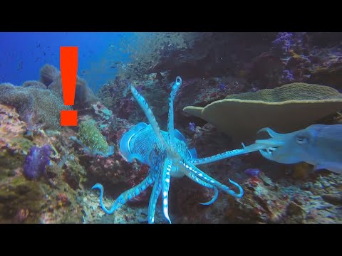 MOST AMAZING Animal Camouflages