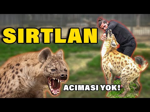 KEMİK PARÇALAYAN AFRİKA SIRTLANININ KAFESİNE GİRDİM! (Sırtlan Beni Perişan Etti)