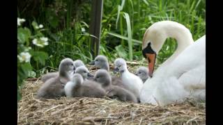 A swan love story