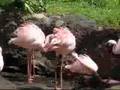 Bickering Flamingoes At Animal Kingdom Disney