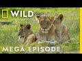 Royals Of The Animal Kingdom MEGA EPISODE FULL EPISODES Jungle Kings And Queens