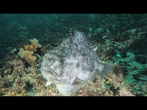 Diving in Norway, Saltstraumen Tuvsjyen 24.2-2.3.2024