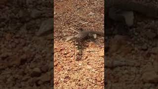 Little monitor lizard&#39;s zigzag walk|shorts Ytshorts #Shorts