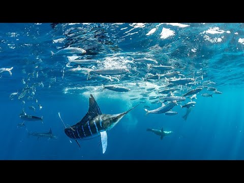 We did not even imagine that many fish. Suat in Wonderland…