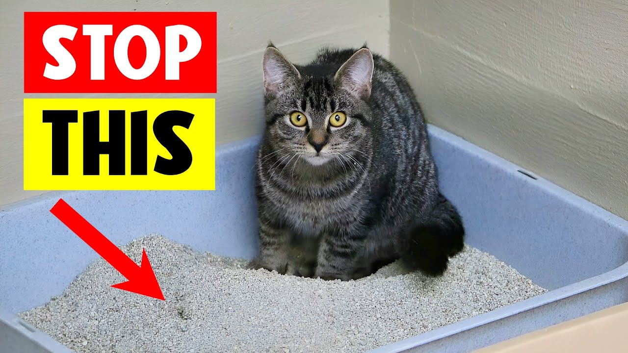 Common but DANGEROUS Mistakes Cat Owners Make! Your Cat's Life Can Depend on This! 🔥