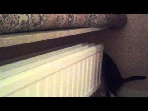 Griffy the Kitten - first night at the flat