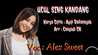 Download lagu Alex Sweet | Ucul Sing Kandang | Tarling [ Video Lyric] mp3