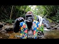 Gorilla Daily Routine Brushing Jungle Bath Hammock Sleep GoPro Gorilla Vlog 3