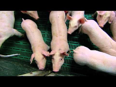 Dotacje dla wsi - Grupy producentów rolnych