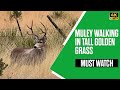 Muley Walking The Fenceline In West Texas Mule Deer Deer Muledeer Buck Antlers Texas Wildlife