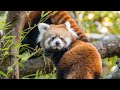 Playful Pouncing Pabu Is Panda Perfection