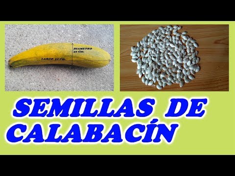 , title : 'Obtener Semillas del Calabacín o Zapallito // Todo Huerta y Jardín'