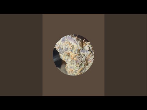 The 🔥 Blazing 🛰️ Satellite Broadcast With The Legalized Professional & TomCurr33