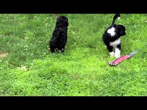 Karma Queen of Kings Litter 04/28/2011