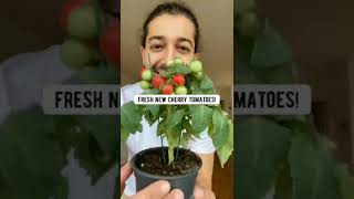 Easiest Way to Grow Cherry Tomatoes | creative explained