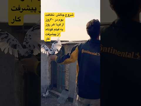 پرش ناوگان کبوتران آلمانی!بیماری ماده ایسان اسلامی!پیر پیرو سینه سیاه 😅👍#شورت #کبوتر_بلندپرواز