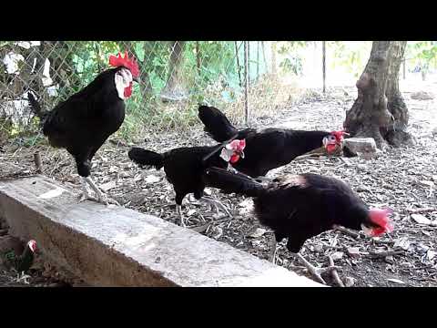 , title : 'White Faced Black Spanish ChickenS/ Backyard  CHICKENS / aGRokota'