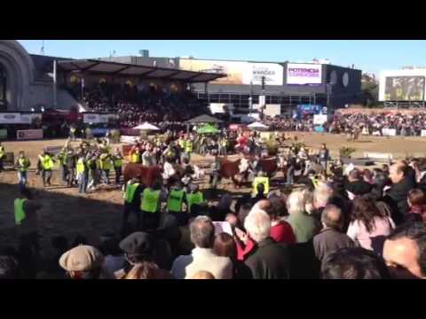 Hereford Bull Show, Palermo, 2013