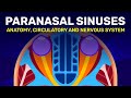Investigating The Hollow Spaces in Your Bones | Paranasal Sinuses