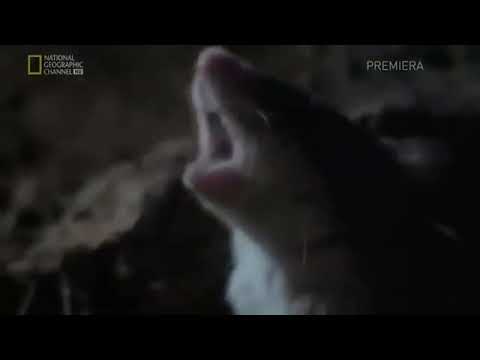 IT'S NEWS (National Geographic) 01-20-2020