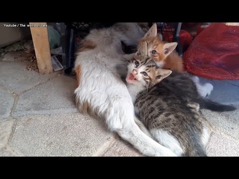 The Angry Baby Kittens are Protecting the mom.😾(Don't touch my mom)