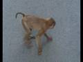 Apies Monkeys