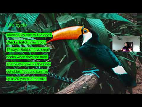 All about Toucans !  Brilliant Birds Epi 1