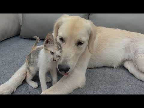 YouTube 썸네일