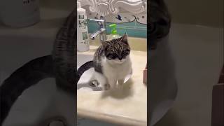 #cat #cute #catvideo #cutecat #funnyvideo #funny #pets