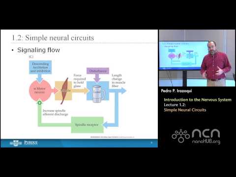 nanoHUB-U Bioelectricity L1.2: The Nervous System - Simple Neural Circuits