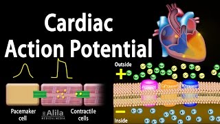 Cardiac Action Potential, Animation.